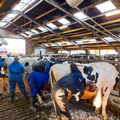 Jarenlang ervaring in het scheren van vee