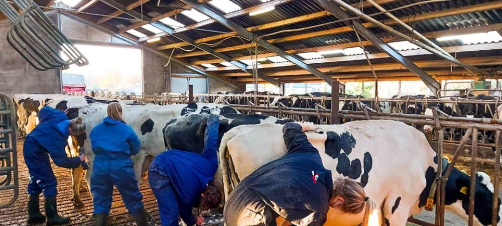 Jarenlang ervaring in het scheren van vee